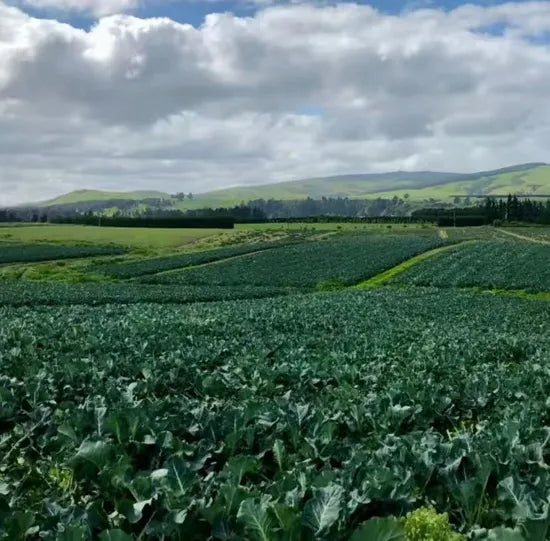 Early Maturity Disease Resistance Cost Effective Broccoli heirloom non-gmo organic garden seeds