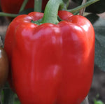Early Maturity, Disease Resistance, Excellent Quality And Flavor Pepper heirloom non-gmo organic garden seeds