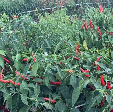 Early Maturity, Disease Resistant, Strong Spicy Taste, High Yield Pepper heirloom non-gmo organic garden seeds