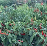 Early Maturity, Disease Resistant, Strong Spicy Taste, High Yield Pepper heirloom non-gmo organic garden seeds