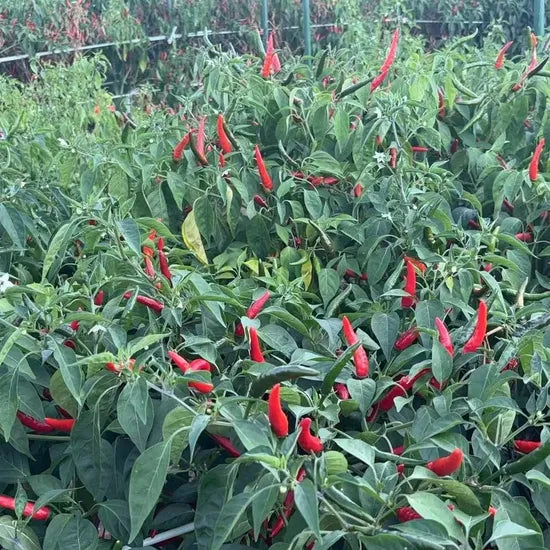 Early Maturity, Disease Resistant, Strong Spicy Taste, High Yield Pepper – Heirloom, Non-GMO, High Germination Organic Garden Seeds