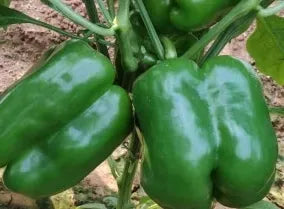 Early Maturity, Disease Resistant, Suitable For Protected And Open Field Cultivation Pepper heirloom non-gmo organic garden seeds