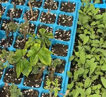 Early Maturity, Disease Resistant Watermelon , Resistant To Storage And Transportation Watermelon heirloom non-gmo organic garden seeds