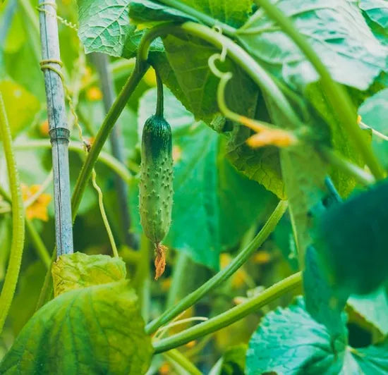 Early Maturity, Excellent Flavor, Disease Resistant Cucumber heirloom non-gmo organic garden seeds