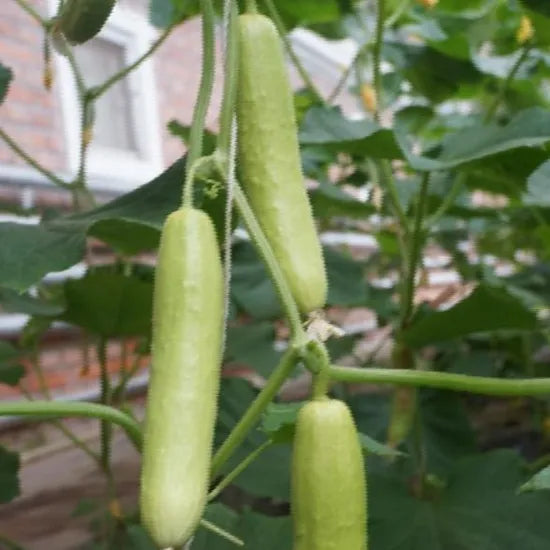 Early Maturity, Excellent Flavor, Disease Resistant Cucumber – Heirloom, Non-GMO, High Germination Organic Garden Seeds