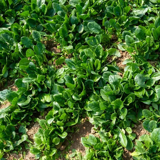 Early Maturity, Flat Dark Green Leaf, Hybrid Disease Resistance Spinach heirloom non-gmo organic garden seeds