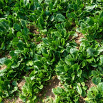 Early Maturity, Flat Dark Green Leaf, Hybrid Disease Resistance Spinach heirloom non-gmo organic garden seeds