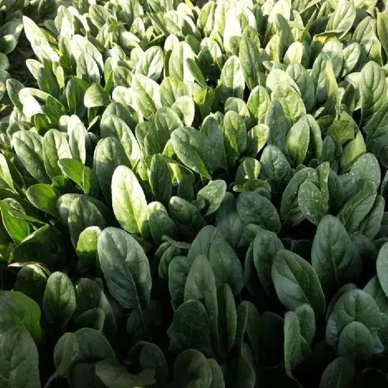 Early Maturity, Flat Dark Green Leaf, Hybrid Disease Resistance Spinach – Heirloom, Non-GMO, High Germination Organic Garden Seeds