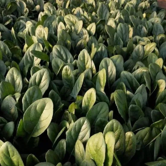 Early Maturity, Flat Green Leaf, , Hybrid Disease Resistance Spinach – Heirloom, Non-GMO, High Germination Organic Garden Seeds