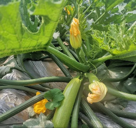 Early Maturity Heat Resistant High Quality Squash For Sowing heirloom non-gmo organic garden seeds