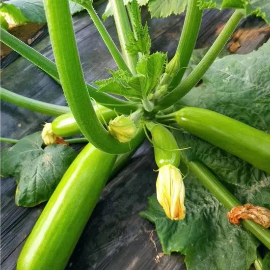 Early Maturity Heat Resistant High Quality Squash For Sowing – Heirloom, Non-GMO, High Germination Organic Garden Seeds