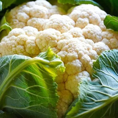 Early Maturity, Heat Tolerance, Disease Resistance, Cauliflower heirloom non-gmo organic garden seeds