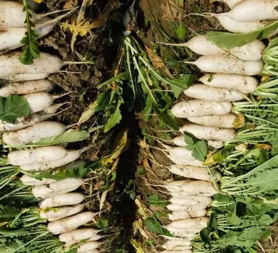 Early Maturity Heat Tolerant Resistant To Bolting Radish heirloom non-gmo organic garden seeds