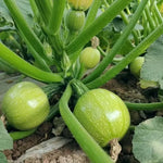 Early Maturity, High Quality, Vigorous Growth, Disease Resistance Squash heirloom non-gmo organic garden seeds