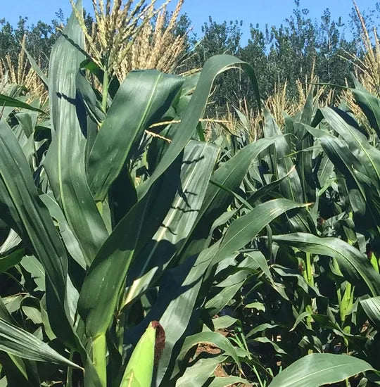 Early Maturity, High Yield, High Ear Formation Rate, High Ear Formation Rate Sweet Corn heirloom non-gmo organic garden seeds