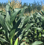 Early Maturity, High Yield, High Ear Formation Rate, High Ear Formation Rate Sweet Corn heirloom non-gmo organic garden seeds