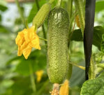 Early Maturity High Yield Hybrid Gherkins heirloom non-gmo organic garden seeds