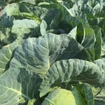 Early Maturity Hybrid Cabbage Days To Harvest, Resistant To Wilt, Round Head, Yield Tons Per Mu heirloom non-gmo organic garden seeds
