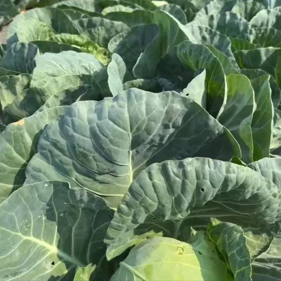 Early Maturity Hybrid Cabbage Days To Harvest, Resistant To Wilt, Round Head, Yield Tons Per Mu heirloom non-gmo organic garden seeds