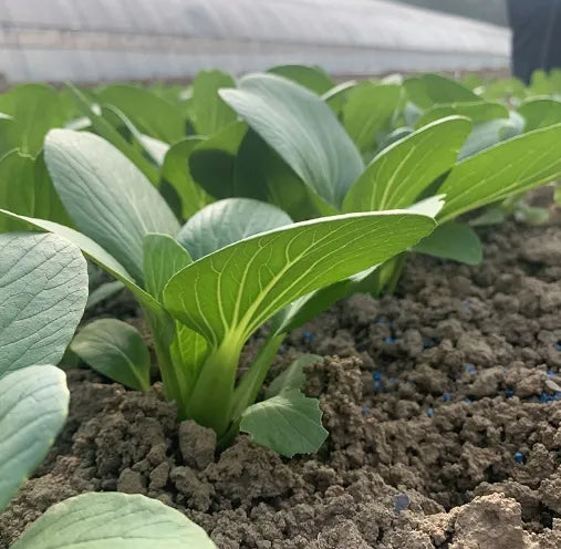 Early Maturity, Hybrid Heat Tolerance, Disease Resistance, Pak Choi heirloom non-gmo organic garden seeds