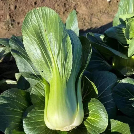 Early Maturity, Hybrid Heat Tolerance, Disease Resistance, Pak Choi – Heirloom, Non-GMO, High Germination Organic Garden Seeds