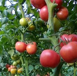 Early Maturity Indeterminate Hybrid Disease Resistant Tomato heirloom non-gmo organic garden seeds