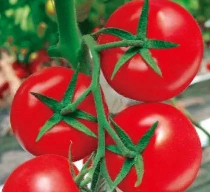 Early Maturity Indeterminate Hybrid Disease Resistant Tomato – Heirloom, Non-GMO, High Germination Organic Garden Seeds