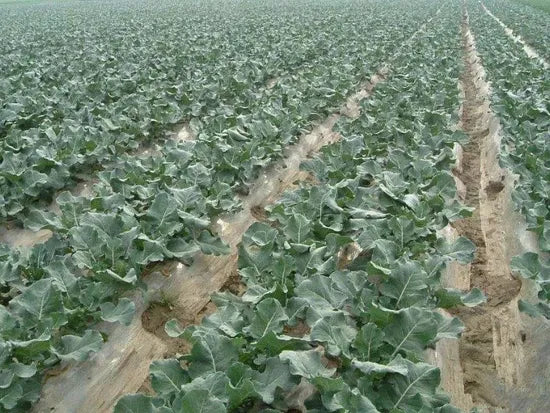 Early Maturity Juice And Salad Broccoli For Sowing heirloom non-gmo organic garden seeds