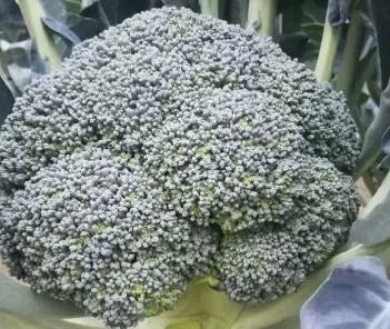 Early Maturity Juice And Salad Broccoli For Sowing – Heirloom, Non-GMO, High Germination Organic Garden Seeds