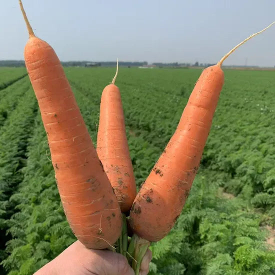 Early Maturity Karoda Hybrid Carrot heirloom non-gmo organic garden seeds