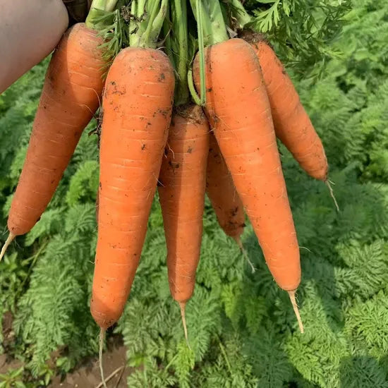 Early Maturity Karoda Hybrid Carrot – Heirloom, Non-GMO, High Germination Organic Garden Seeds