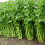 Early Maturity Light Yellow Green High Quality Celery For Sowing heirloom non-gmo organic garden seeds
