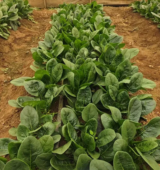 Early Maturity, Nearly Round Leaf, Dark Green, Hybrid Disease Resistance Spinach – Heirloom, Non-GMO, High Germination Organic Garden Seeds