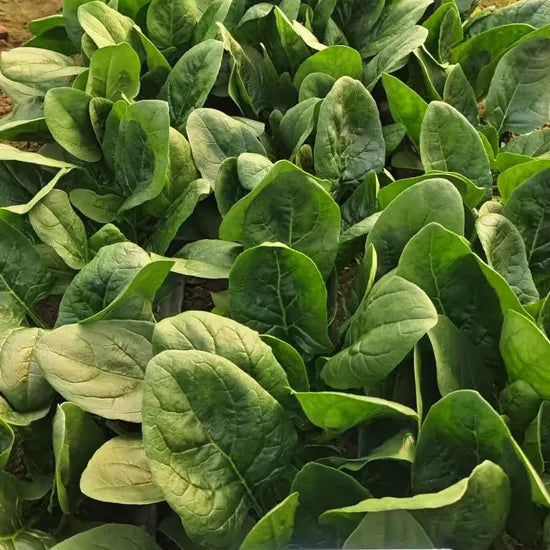 Early Maturity, Ovate And Flat Leaf, Dark Green Hybrid Disease Resistance Spinach – Heirloom, Non-GMO, High Germination Organic Garden Seeds