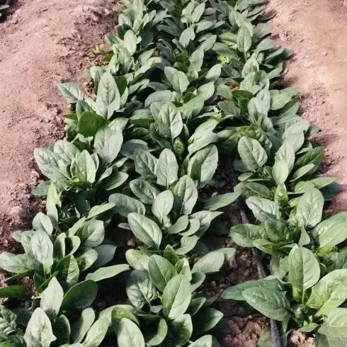 Early Maturity, Round, Thick, And Flat Leaf, Dark Green Hybrid Disease Resistance Spinach heirloom non-gmo organic garden seeds