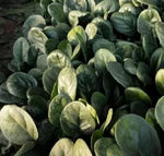 Early Maturity, Round Thick And Flat Leaf Hybrid Disease Resistance Spinach heirloom non-gmo organic garden seeds