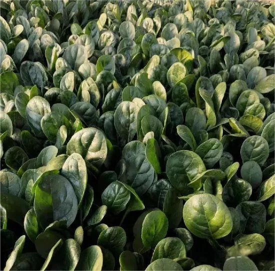 Early Maturity, Round Thick And Flat Leaf Hybrid Disease Resistance Spinach – Heirloom, Non-GMO, High Germination Organic Garden Seeds