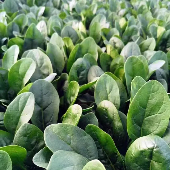 Early Maturity Round And Blunt Leaf Semi Upright Spinach heirloom non-gmo organic garden seeds