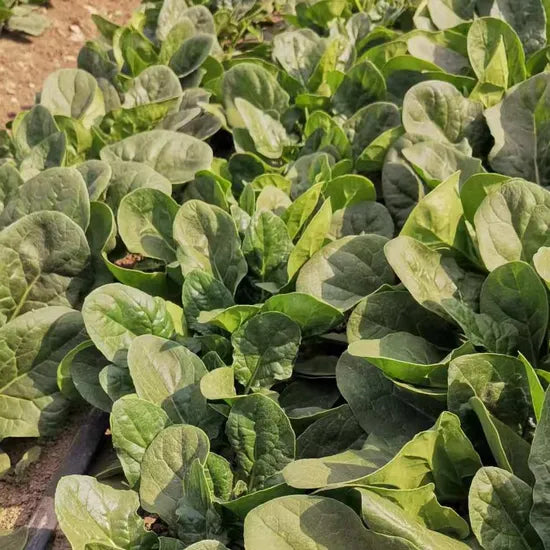 Early Maturity Round And Blunt Leaf Semi Upright Spinach – Heirloom, Non-GMO, High Germination Organic Garden Seeds