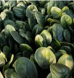 Early Maturity, Round And Flat Leaf, Hybrid Disease Resistance Spinach heirloom non-gmo organic garden seeds