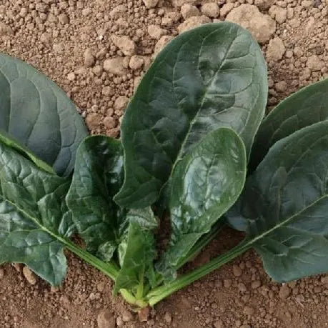 Early Maturity, Round And Flat Leaf, Hybrid Disease Resistance Spinach – Heirloom, Non-GMO, High Germination Organic Garden Seeds