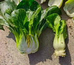 Early Maturity Cold Tolerance Pak Choi For Sowing heirloom non-gmo organic garden seeds