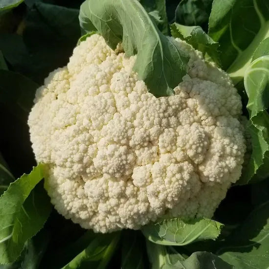 Early Maturity Hybrid Firm Cauliflower For Sowing heirloom non-gmo organic garden seeds