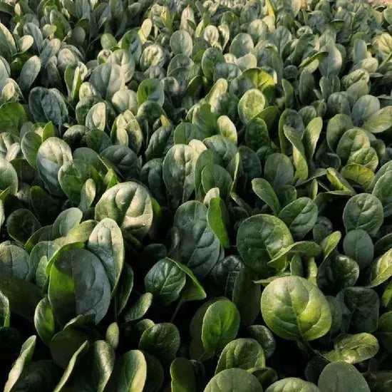 Early Maturity Spinach Premium Quality – Heirloom, Non-GMO, High Germination Organic Garden Seeds
