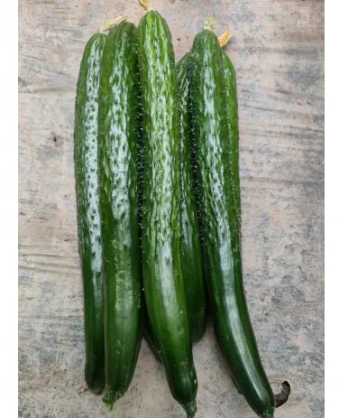 Early Maturity Spined Type Cucumber For Sowing heirloom non-gmo organic garden seeds