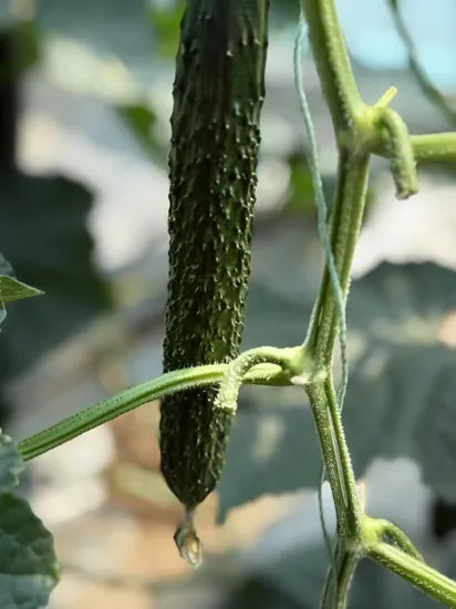 Early Maturity Spined Type Cucumber For Sowing – Heirloom, Non-GMO, High Germination Organic Garden Seeds