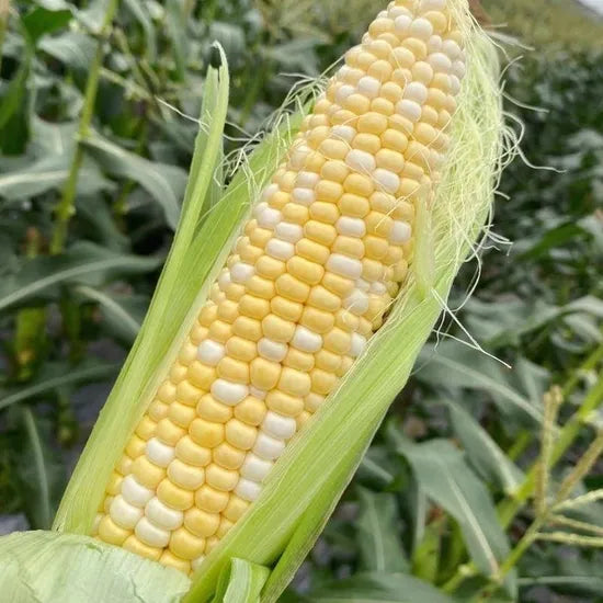 Early Maturity, Stalk Rot Disease Hybrid Sweet Corn heirloom non-gmo organic garden seeds