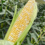 Early Maturity, Stalk Rot Disease Hybrid Sweet Corn heirloom non-gmo organic garden seeds