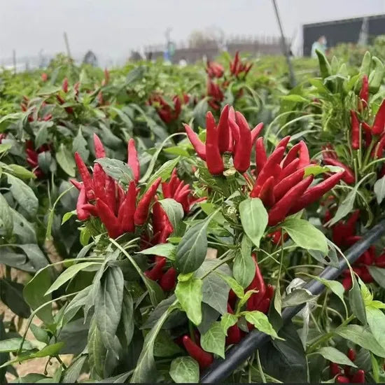 Early Maturity, Strong Disease Resistant, High Yield Pepper heirloom non-gmo organic garden seeds