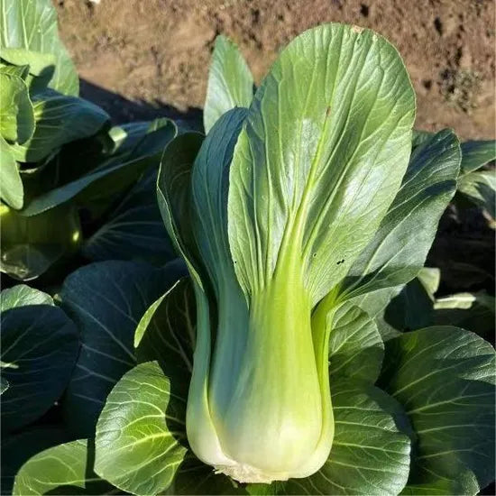 Early Maturity Tender Texture Pak Choi For Sale heirloom non-gmo organic garden seeds